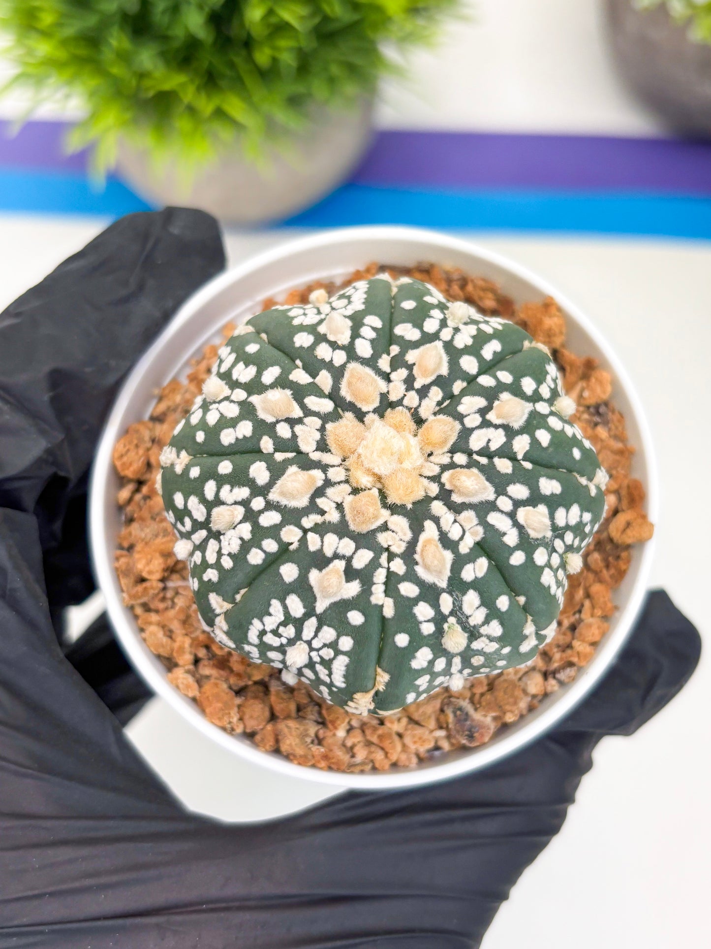 Astrophytum Super Kabuto (t12) (g4) | 3" Pot