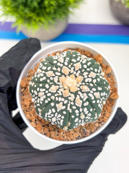 Astrophytum Super Kabuto (t12) (g4) | 3" Pot
