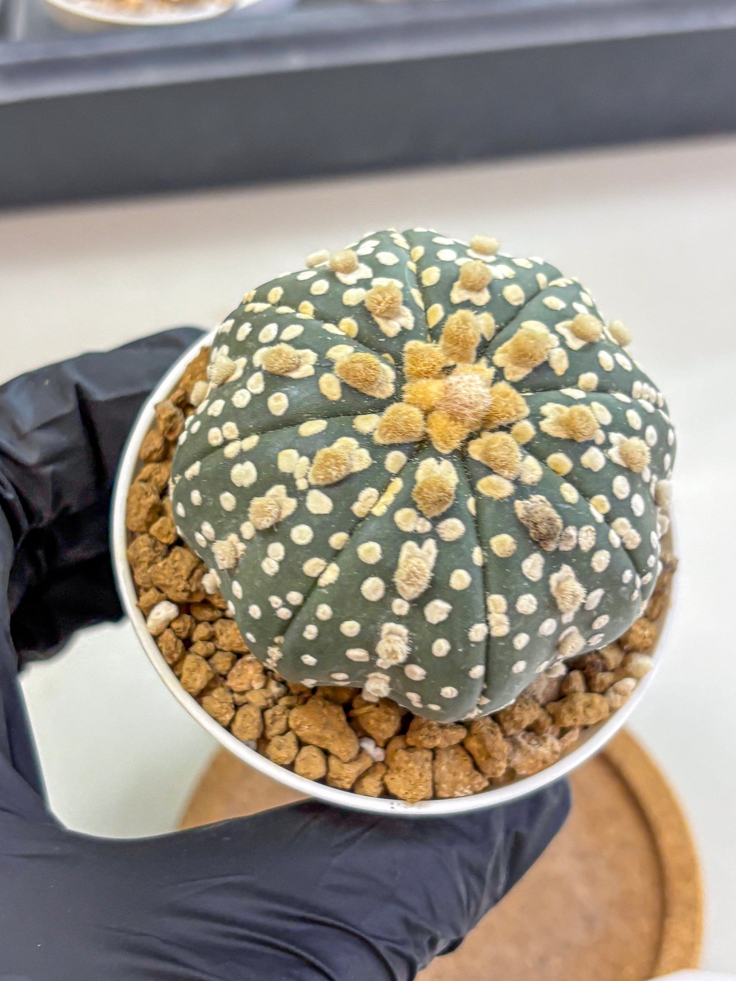 Astrophytum Super Kabuto (at1) (13) | Collection Plant | Rare Cactus