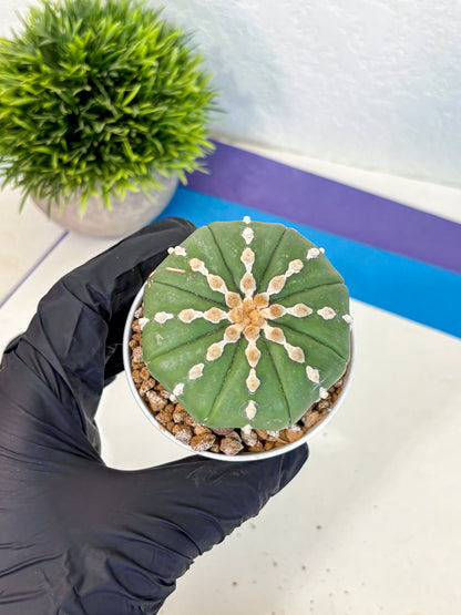 Astrophytum Nudum (at4) (13) | Star Cactus
