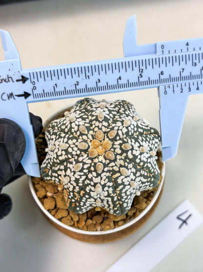 Astrophytum Star Shape (at3) (r4) | Rare Cactus