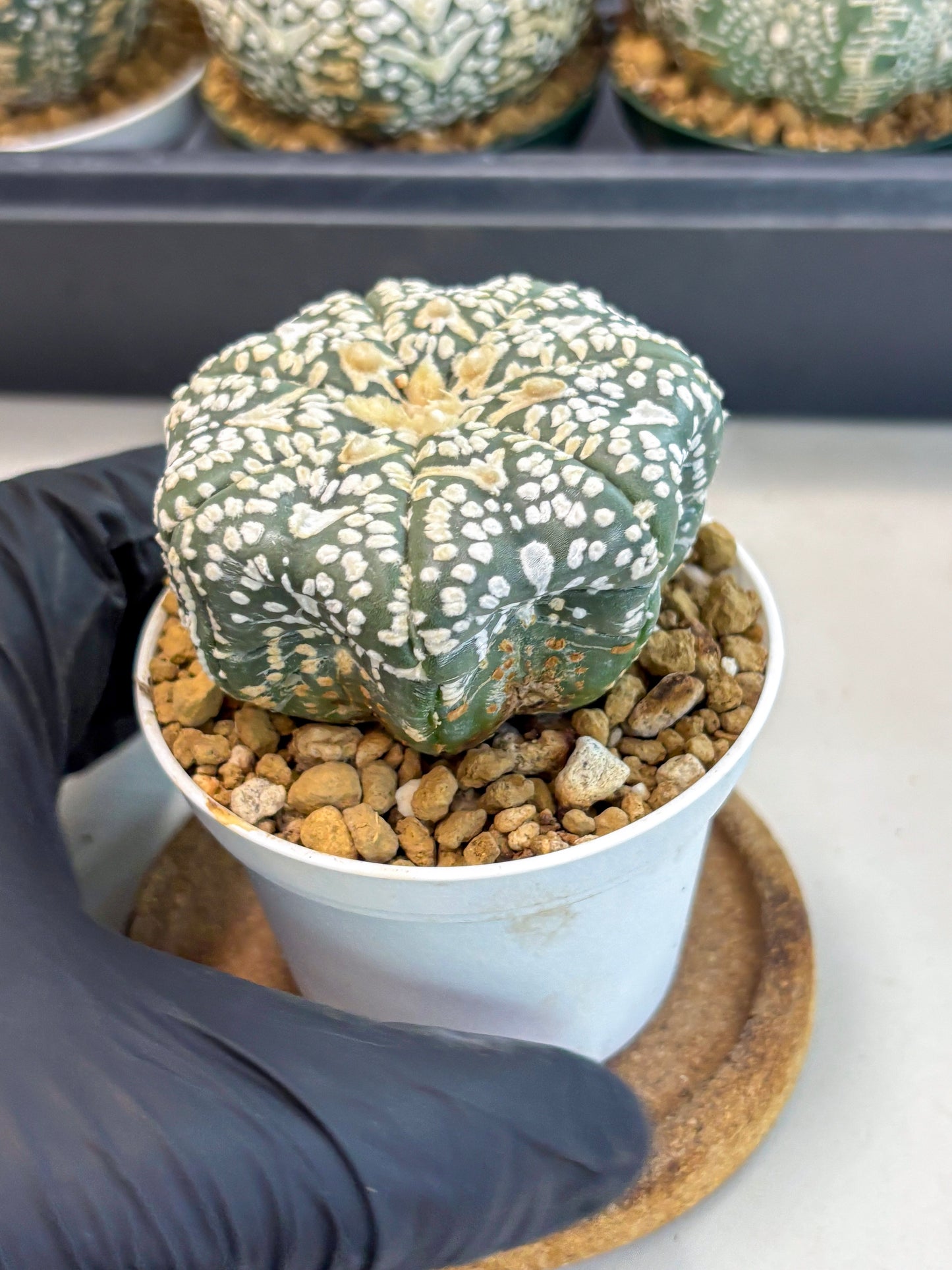 Astrophytum V-Type (at6) (r5) | Rare Star Cactus