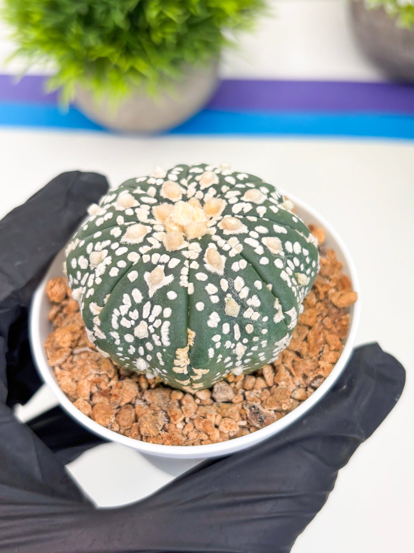 Astrophytum Super Kabuto (t12) (g4) | 3" Pot