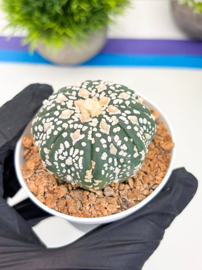 Astrophytum Super Kabuto (t12) (g4) | 3" Pot