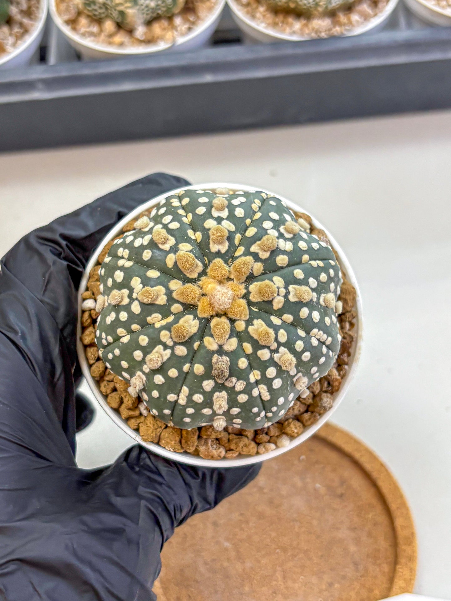 Astrophytum Super Kabuto (at1) (13) | Collection Plant | Rare Cactus