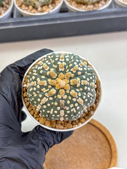 Astrophytum Super Kabuto (at1) (13) | Collection Plant | Rare Cactus