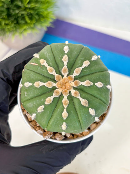 Astrophytum Nudum (at4) (13) | Star Cactus