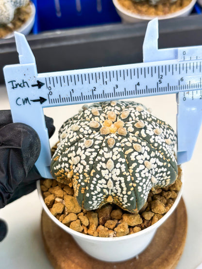Astrophytum Star Shape (at3) (r4) | Rare Cactus
