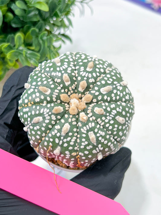 Astrophytum Super Kabuto (#T6C) | Nevada Botanical Shop | 3" Pot
