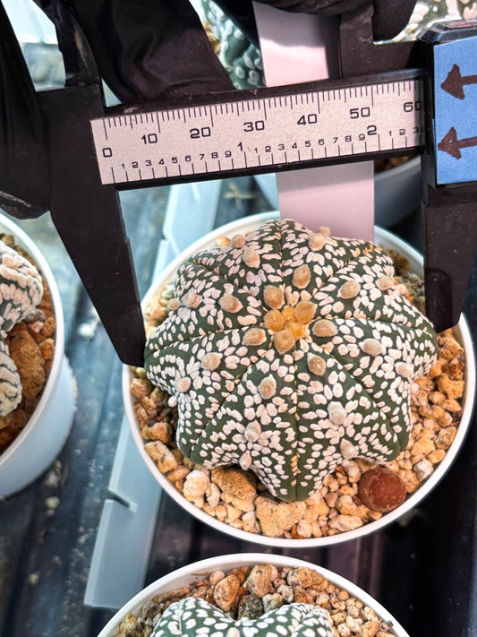Astrophytum Star Shape Superkabuto (T9) (p2) | Imported Plants