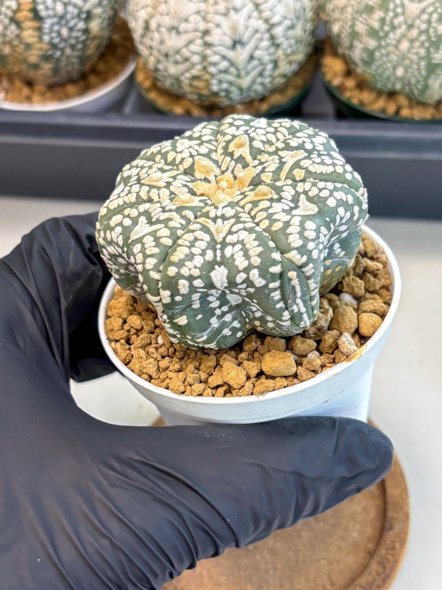 Astrophytum V-Type (at6) (r5) | Rare Star Cactus