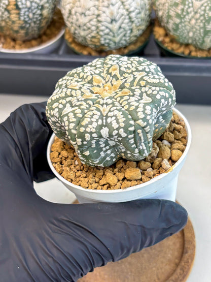 Astrophytum V-Type (at6) (r5) | Rare Star Cactus