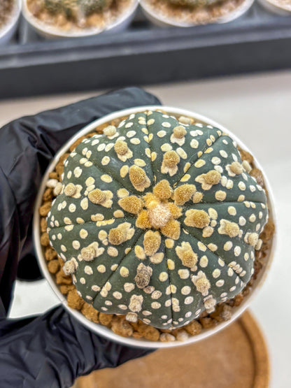 Astrophytum Super Kabuto (at1) (13) | Collection Plant | Rare Cactus