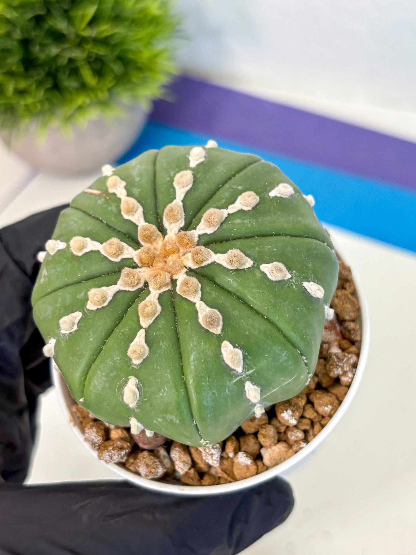 Astrophytum Nudum (at4) (13) | Star Cactus