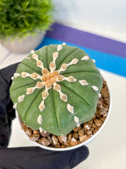Astrophytum Nudum (at4) (13) | Star Cactus