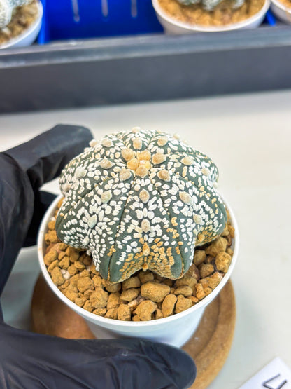 Astrophytum Star Shape (at3) (r4) | Rare Cactus