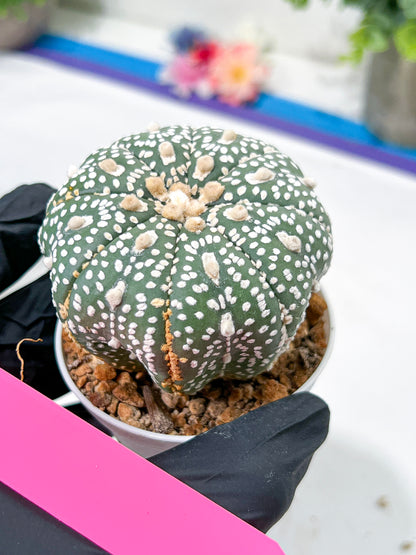 Astrophytum Super Kabuto (#T6C) | Nevada Botanical Shop | 3" Pot