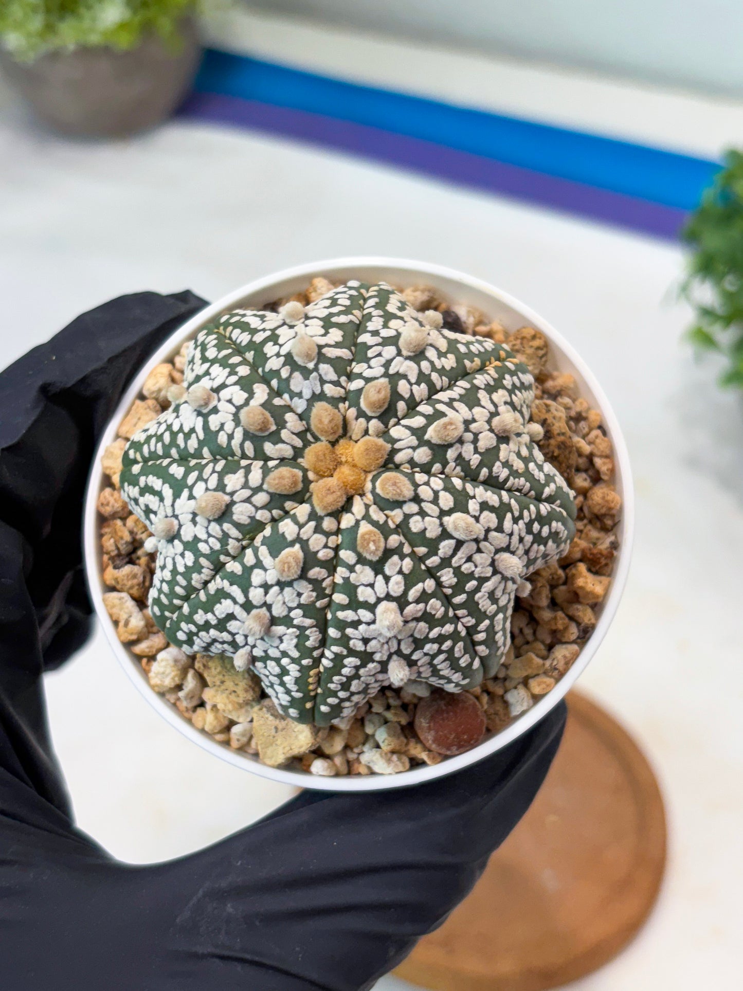 Astrophytum Star Shape Superkabuto (T9) (p2) | Imported Plants
