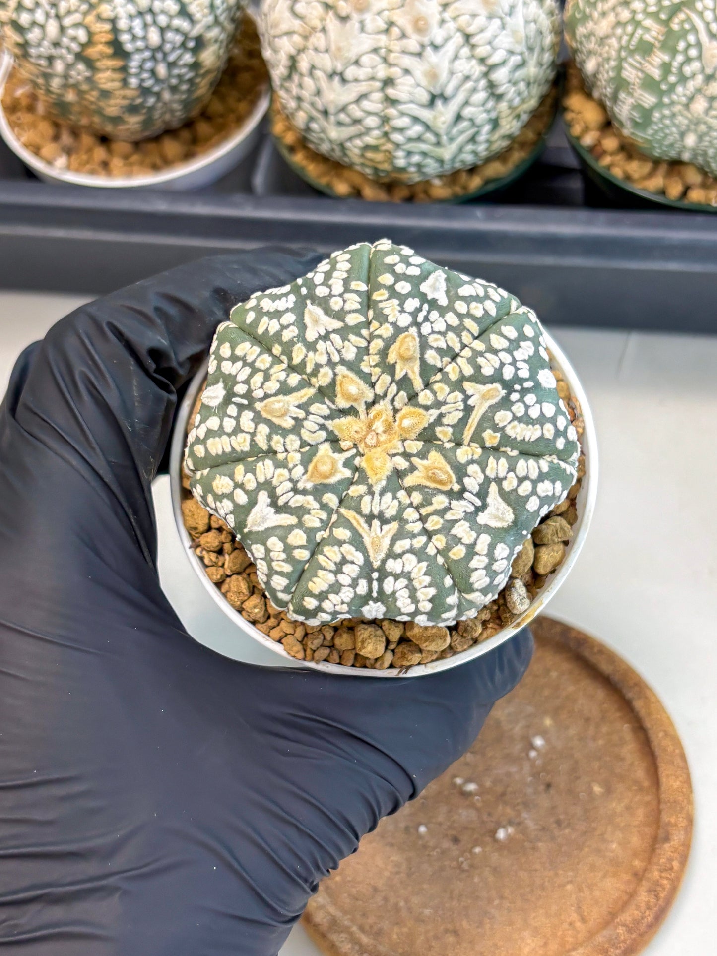 Astrophytum V-Type (at6) (r5) | Rare Star Cactus