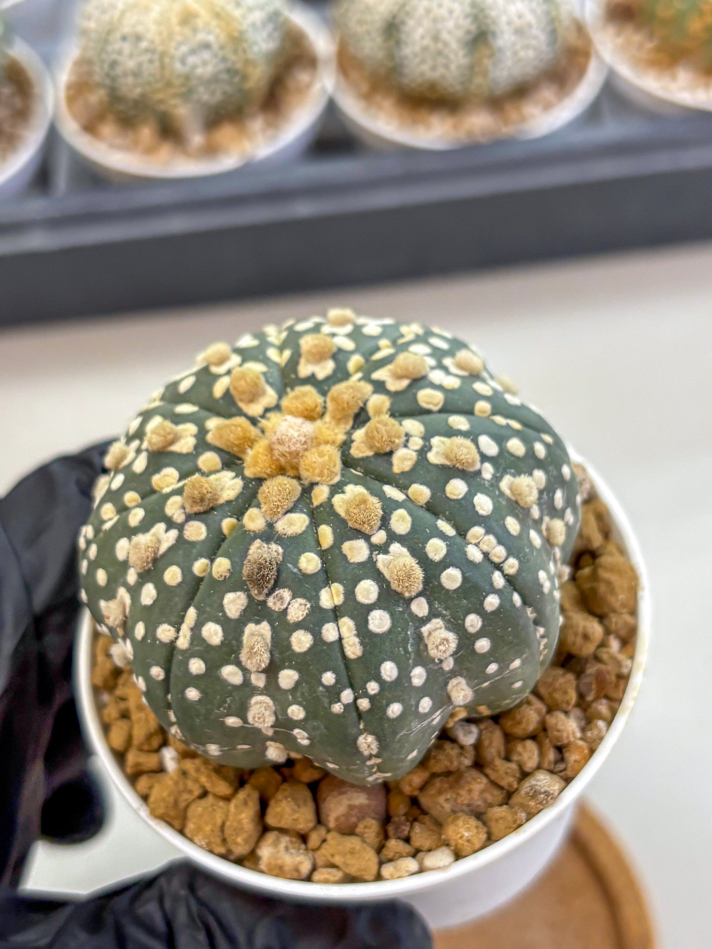 Astrophytum Super Kabuto (at1) (13) | Collection Plant | Rare Cactus