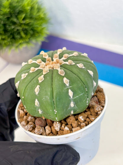 Astrophytum Nudum (at4) (13) | Star Cactus