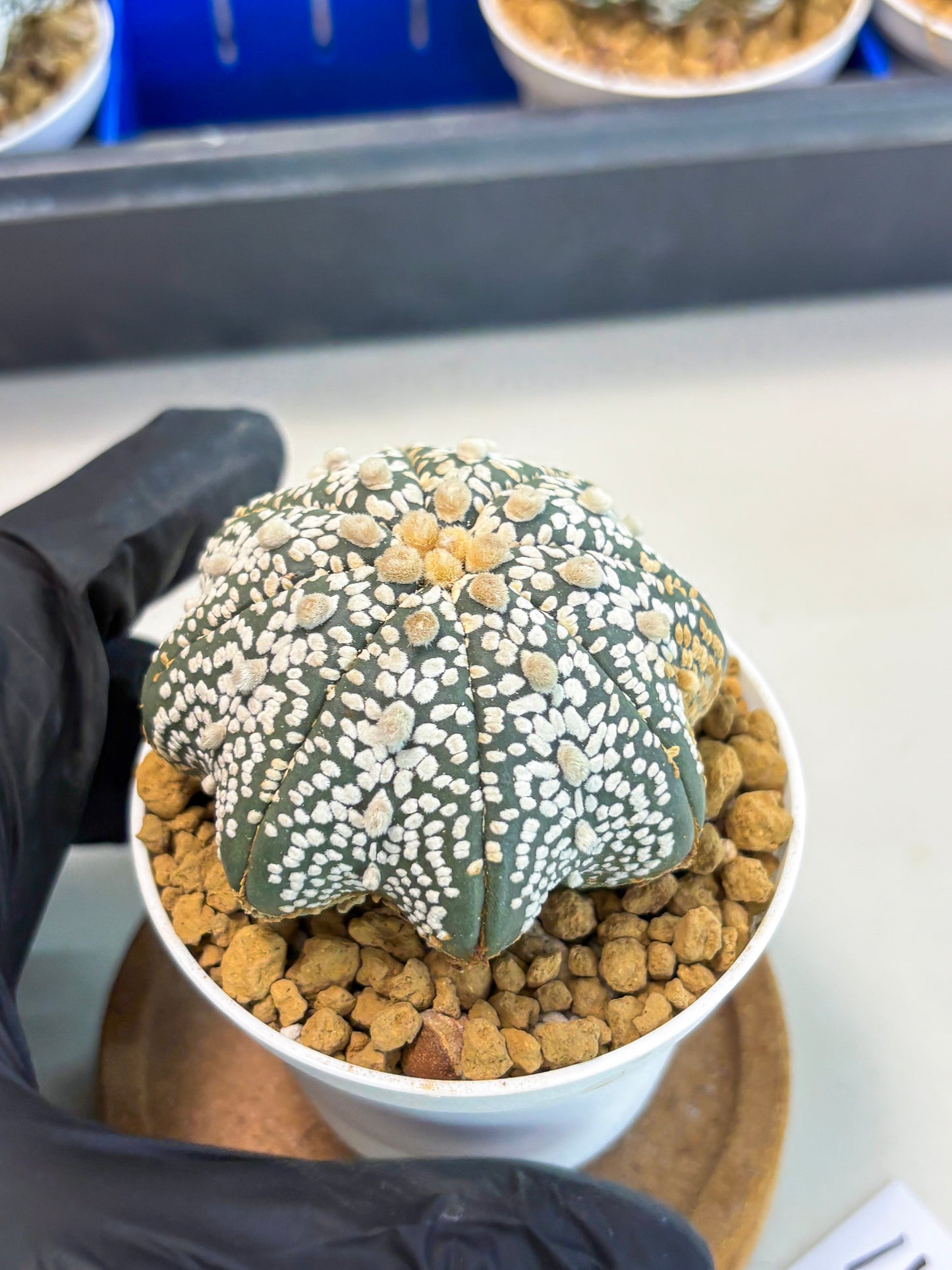 Astrophytum Star Shape (at3) (r4) | Rare Cactus