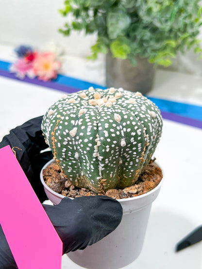 Astrophytum Super Kabuto (#T6C) | Nevada Botanical Shop | 3" Pot