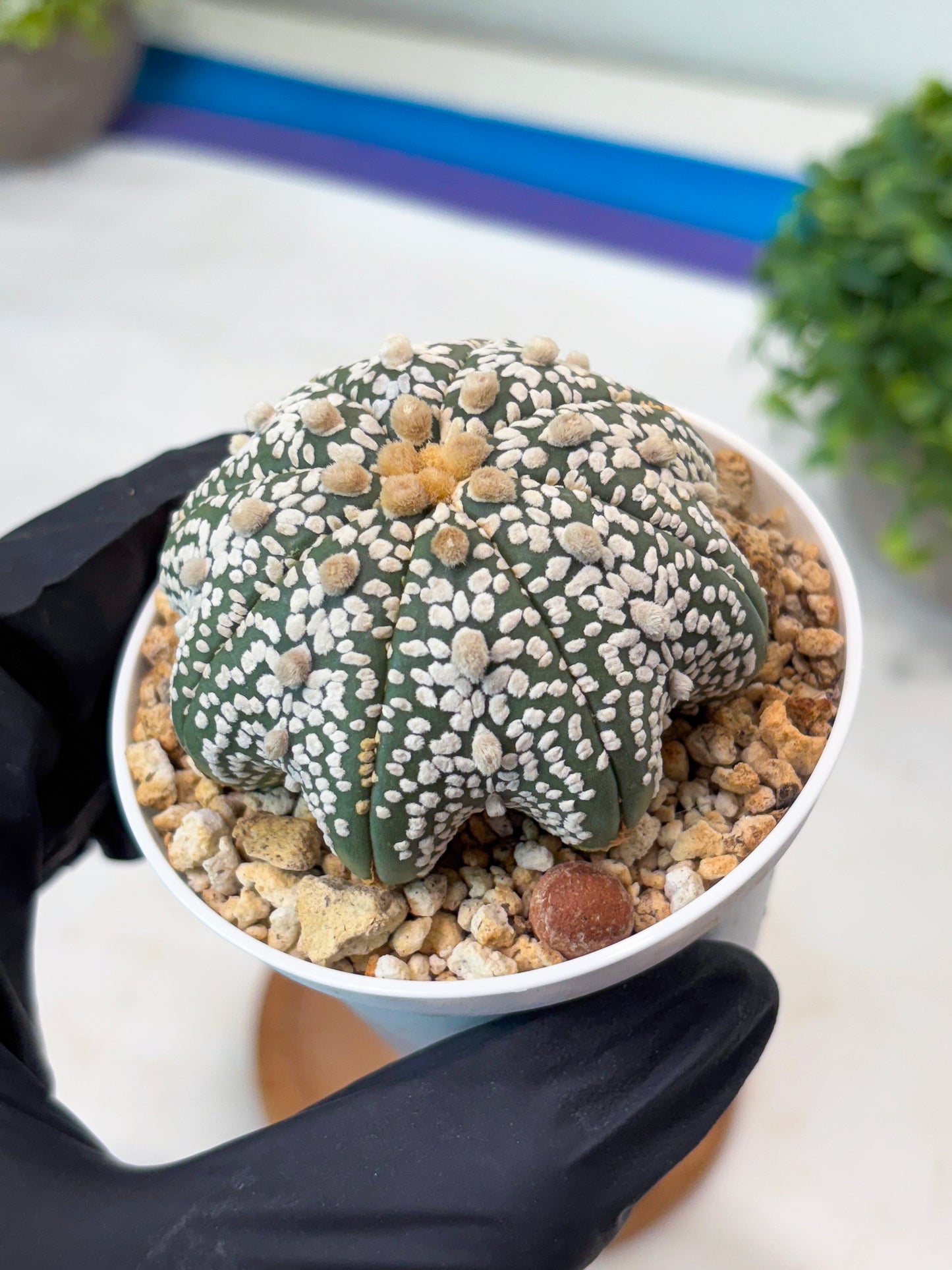 Astrophytum Star Shape Superkabuto (T9) (p2) | Imported Plants
