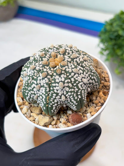 Astrophytum Star Shape Superkabuto (T9) (p2) | Imported Plants