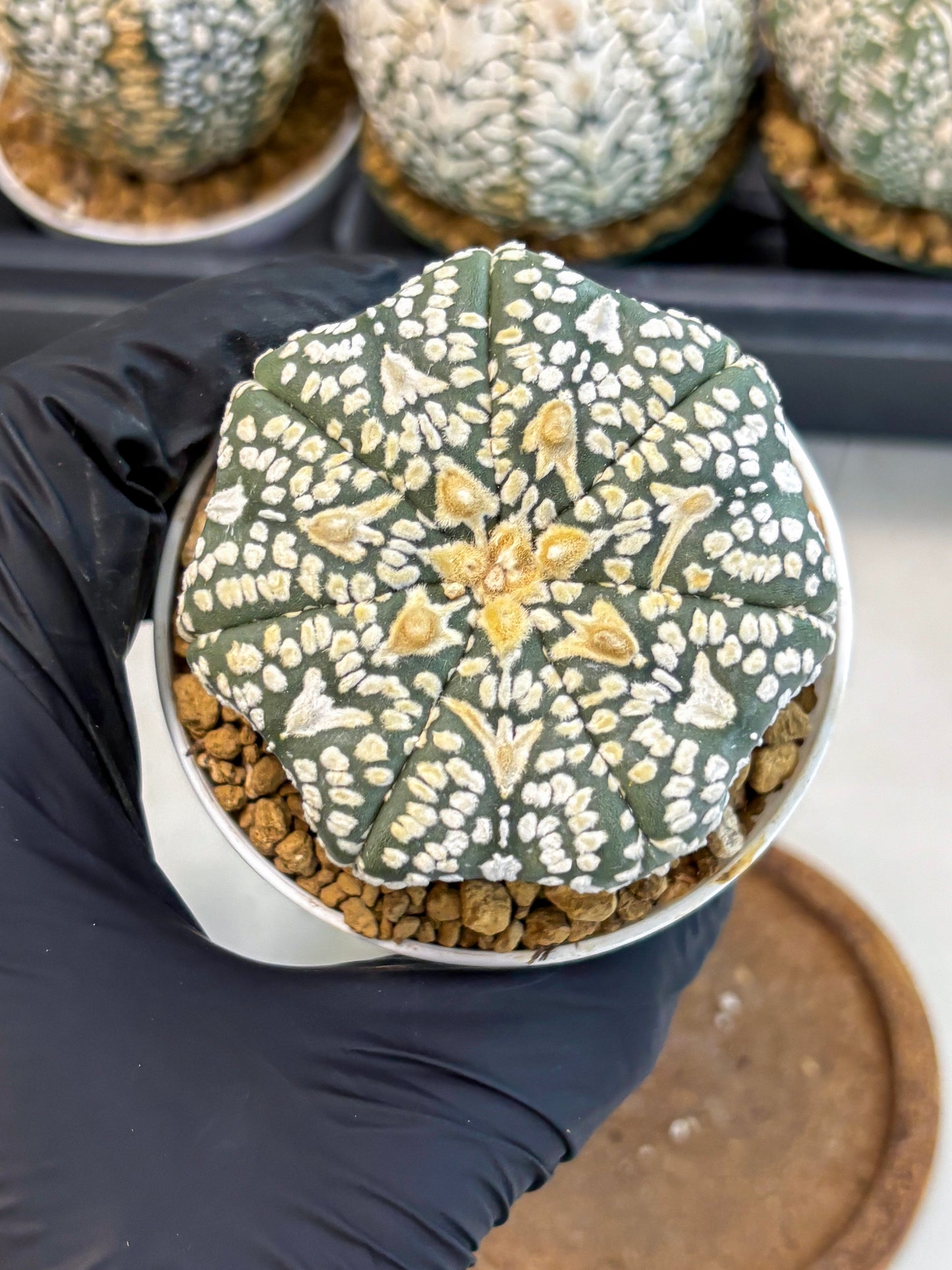 Astrophytum V-Type (at6) (r5) | Rare Star Cactus