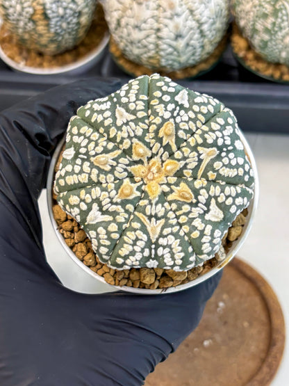 Astrophytum V-Type (at6) (r5) | Rare Star Cactus
