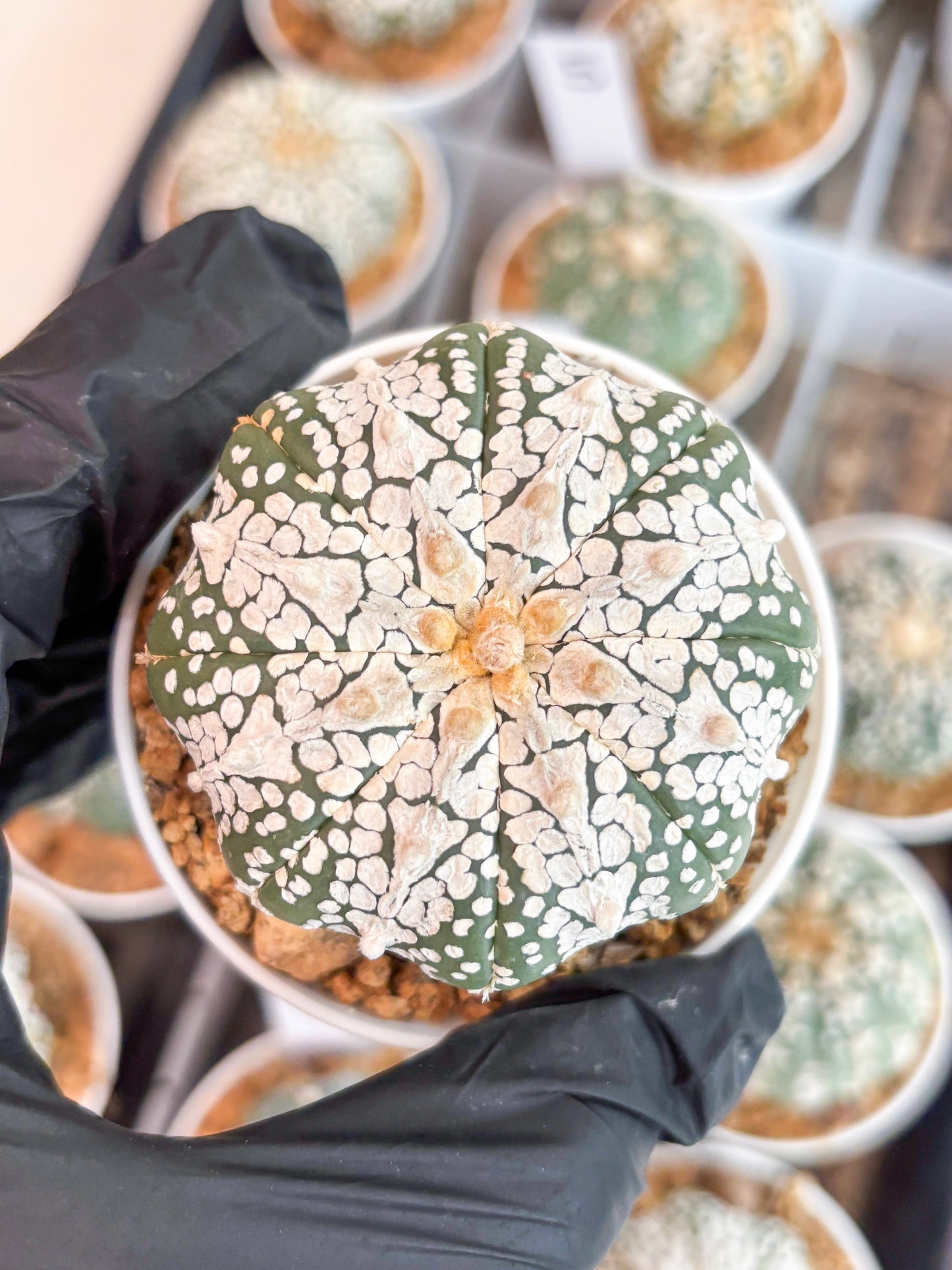 Astrophytum Super Kabuto V-Type (t12) (g6) | 3" Pot