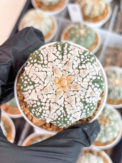 Astrophytum Super Kabuto V-Type (t12) (g6) | 3" Pot