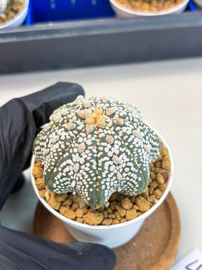 Astrophytum Star Shape (at3) (r4) | Rare Cactus
