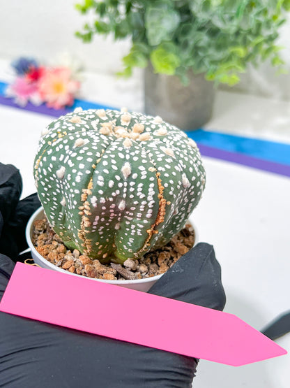 Astrophytum Super Kabuto (#T6C) | Nevada Botanical Shop | 3" Pot