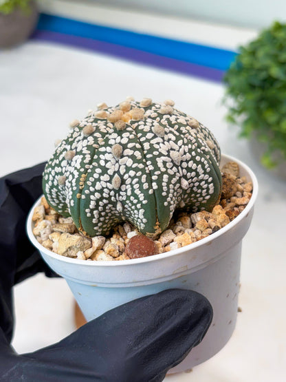 Astrophytum Star Shape Superkabuto (T9) (p2) | Imported Plants