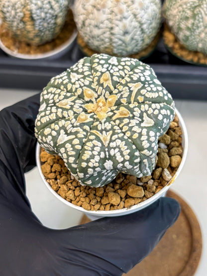 Astrophytum V-Type (at6) (r5) | Rare Star Cactus