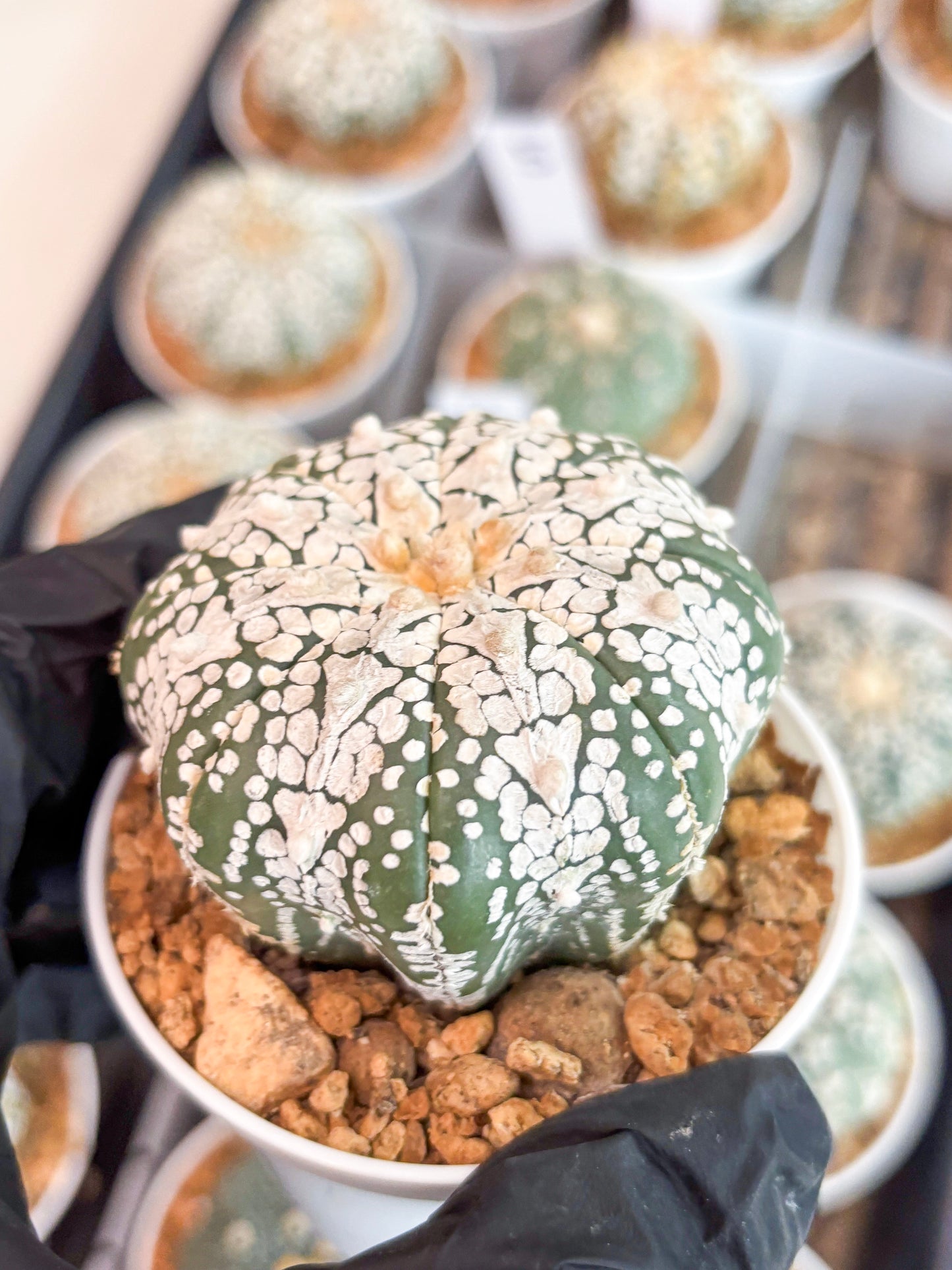 Astrophytum Super Kabuto V-Type (t12) (g6) | 3" Pot