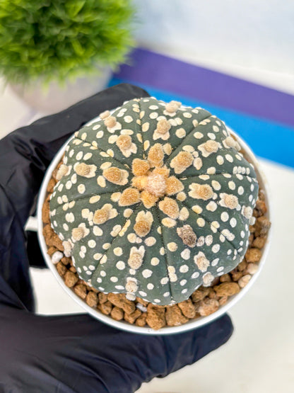 Astrophytum Super Kabuto (at1) (13) | Collection Plant | Rare Cactus