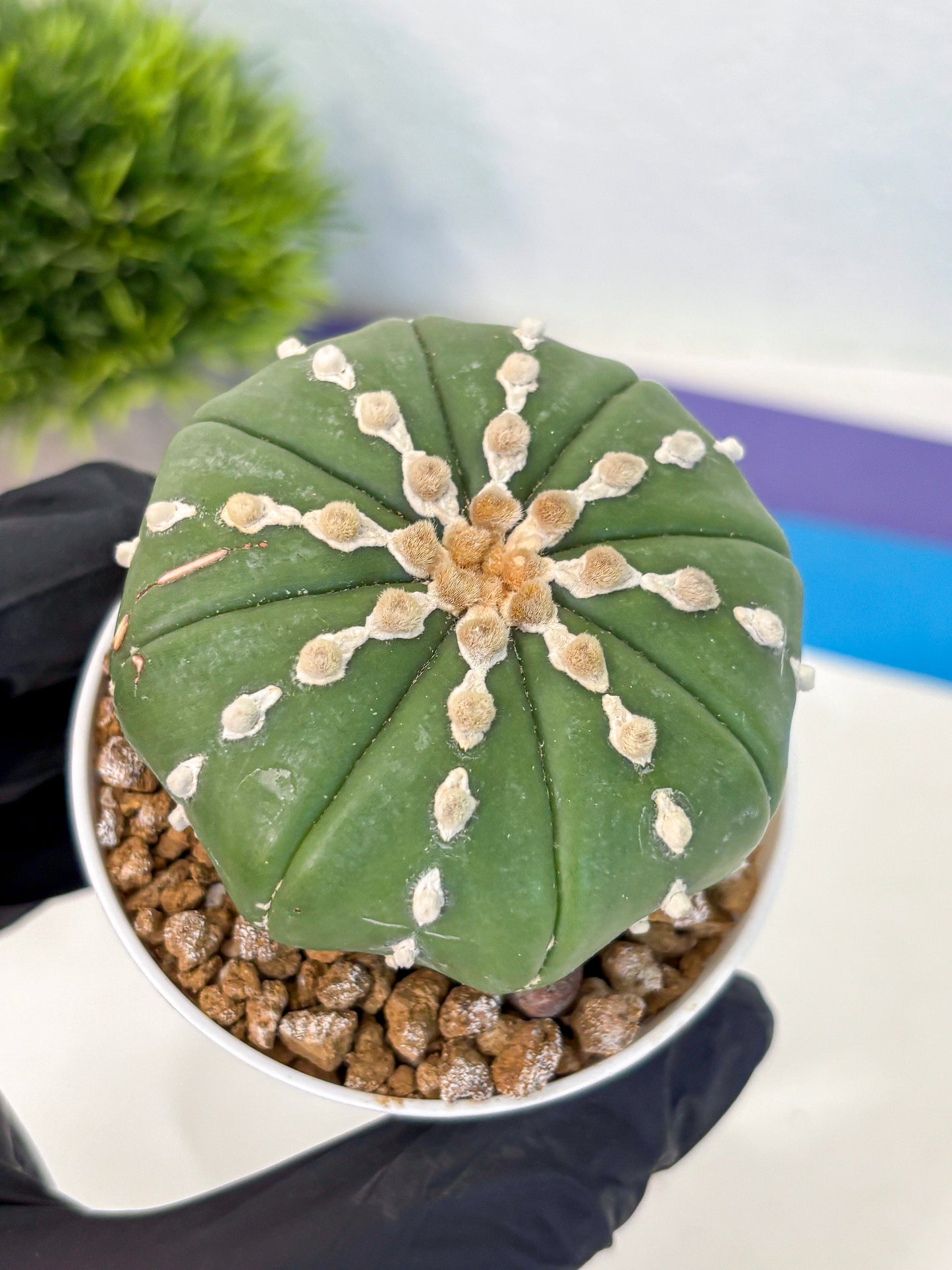 Astrophytum Nudum (at4) (13) | Star Cactus