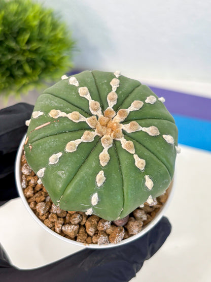 Astrophytum Nudum (at4) (13) | Star Cactus