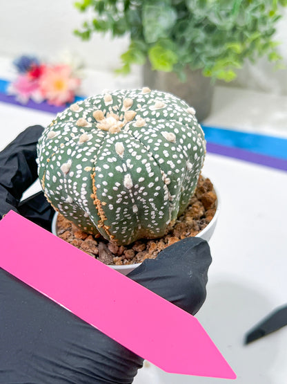 Astrophytum Super Kabuto (#T6C) | Nevada Botanical Shop | 3" Pot