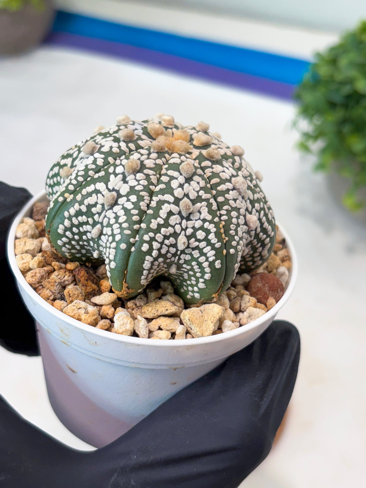 Astrophytum Star Shape Superkabuto (T9) (p2) | Imported Plants