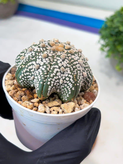 Astrophytum Star Shape Superkabuto (T9) (p2) | Imported Plants