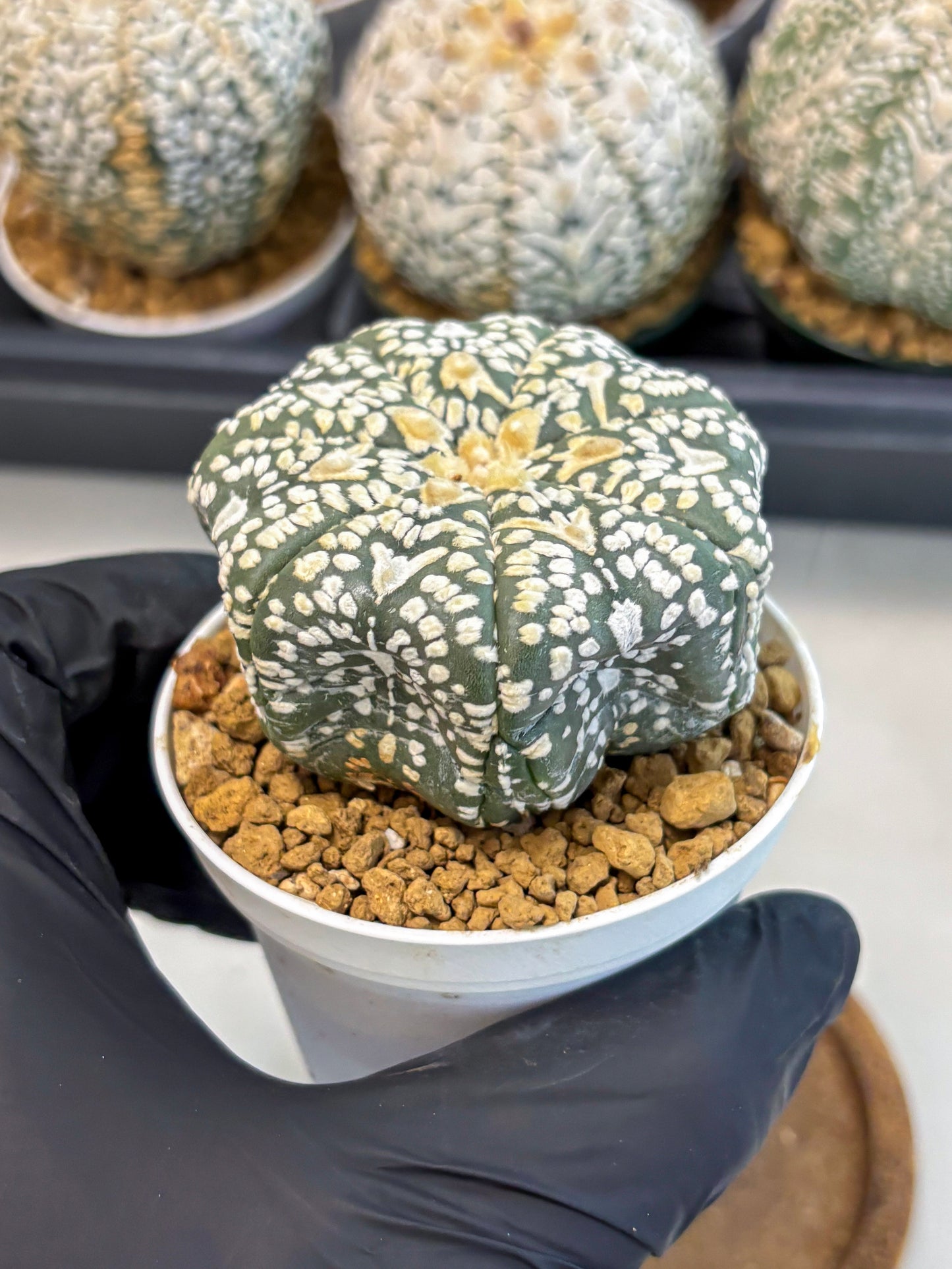 Astrophytum V-Type (at6) (r5) | Rare Star Cactus