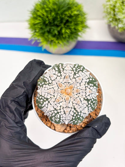 Astrophytum Super Kabuto V-Type (t12) (g6) | 3" Pot