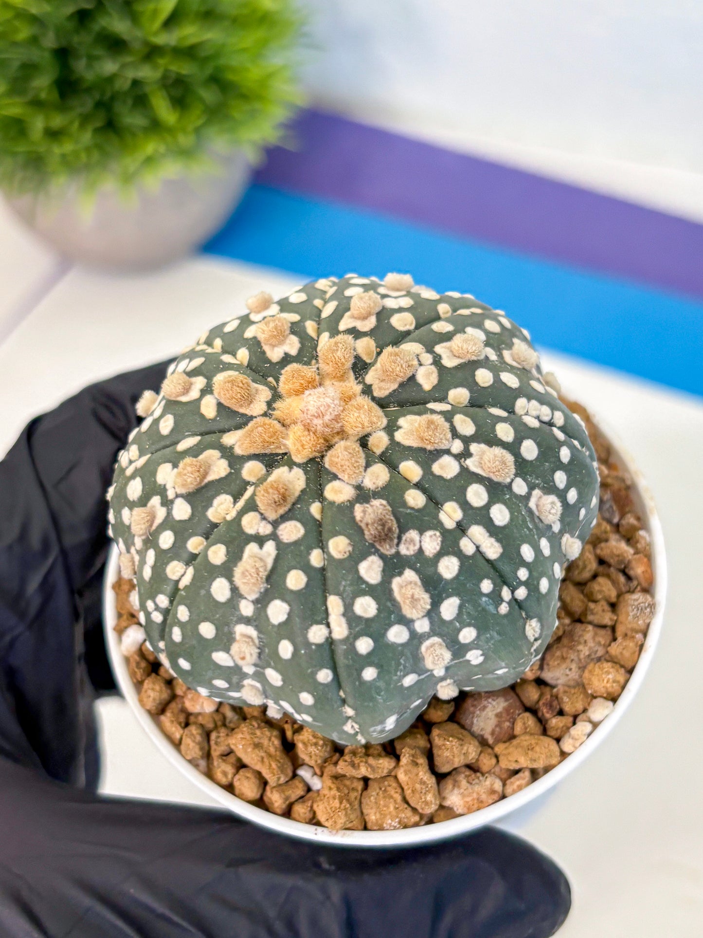 Astrophytum Super Kabuto (at1) (13) | Collection Plant | Rare Cactus
