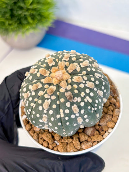 Astrophytum Super Kabuto (at1) (13) | Collection Plant | Rare Cactus