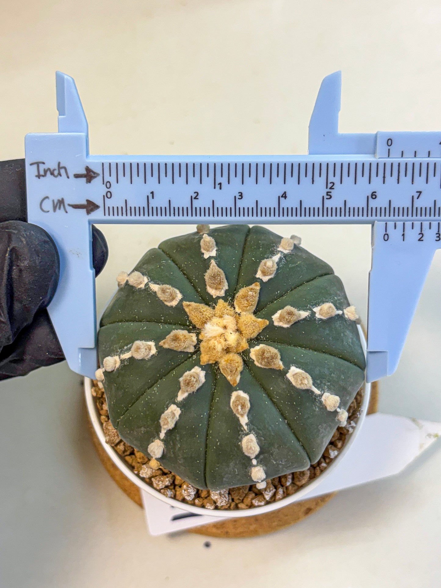 Astrophytum Nudum (at4) (14) | Star Cactus