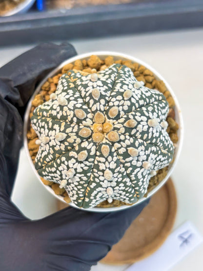 Astrophytum Star Shape (at3) (r4) | Rare Cactus
